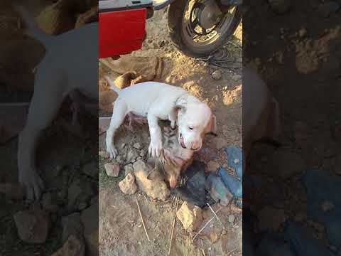 Funny Videos | Animal Video Fight Between Dog And Cat | A Short Funny Clip | Crazy 2018 Funny Videos | Animal Video Fight Between Dog And Cat | A Short Funny Clip | Crazy 2018