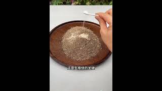 茶花樹不用去買，削一片葉子插進土裡，就可以成活了