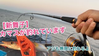 新舞子でカマスが釣れています。アジも無限に釣れるよ【愛知県知多半島】