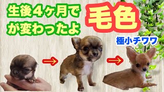 【極小チワワ】生後4ヶ月で毛色が変わったよ