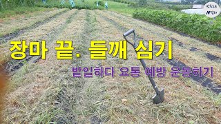 장마 끝. 들깨 심기 – 밭 일하다 요통 예방 운동하기