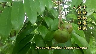 木語 #人面子 Dracontomelon duperreanum (上) —— 銀棯/銀稔/銀蓮/銀撚/仁面/仁稔...