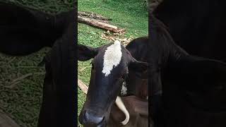 জয় গোমাতা ❤️ #animals #funny #cute #funnyanimalsounds