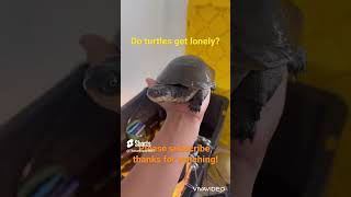 TURTLES DON'T FEEL LONELY!   #trending #turtle #babyturtle #cuteturtle