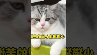 被小姐姐养大的猫咪，10斤的猫9斤反骨！   西瓜视频 #004