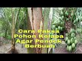 Cara Mudah Paksa Kelapa  Cepat Berbuah Pendek 2 Tahun Berbuah