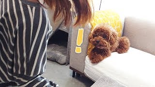 바보 흉내내는 개집사를 보고 현실을 부정하는 강아지 Dog's OMG reaction to owner's ridiculous  actions