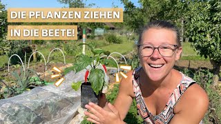 18 Gemüse, die ich im Mai pflanze 🍅 Byebye(!) Eisheilige ❄️ Freiland- & Gewächshausbeete füllen sich