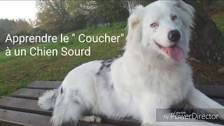 Apprendre le "Coucher" à un chien sourd