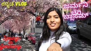 Spring in Germany 2021 || Cherry blossom in Bonn || Kannada Vlog || Life in Germany