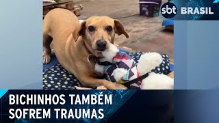 Especialista fala dos traumas que o desastre causa nos animais | SBT Brasil (15/05/24)