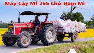 Máy cày mf 265 chở hom mì và gặp chiếc mf 185 lên cặp vỏ sau quá lớn đang đổ rò mì