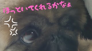 【ペキニーズ虎虎愛】愛犬にかまってほしい飼い主がこちらです（笑笑）