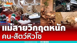 อ.แม่สาย น้ำท่วมวิกฤตหนัก คนและสัตว์ติดค้างหิวโซ | เรื่องร้อนอมรินทร์