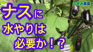 【ナス】ナスに水やりは必要なのか？肥料だけで大丈夫なのか？を解説します。