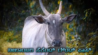 ಹೊನ್ನನಾಯಕನಹಳ್ಳಿ ರೇಸ್ | ನೀಲಂಬರಿ niilambari | #racecowadda #hallikar |mallvali #race #karnataka