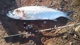 Monster tarpon vs cheap reel 🇯🇲🎣