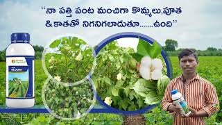 Farmer experience with KAM Bloom #kissanagrimall.నా పత్తి పంట, కొమ్మలు,పూత \u0026 కాతతో నిగనిగలాడుతూ ఉంది