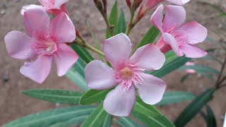 അരളി/Oleander plant care in malayalam