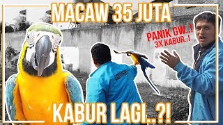 FREE FLY BURUNG MACAW KABUR LAGI..?! UDAH 3 KALI KABUR DONG..!