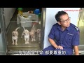 警犬離世點樣計？政府65年唔畀火化費