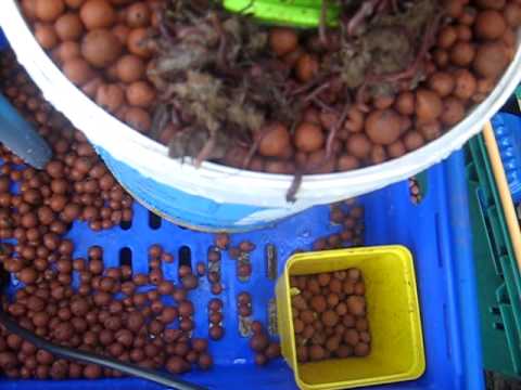 Earthworms Aquaponics (vermiponics) Experiment Part 2 - YouTube