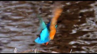 カワセミ調布地区お父さん 2025 01 28 #カワセミ #野鳥 #birds #wildlife #nature #自然観察ぶらり散歩