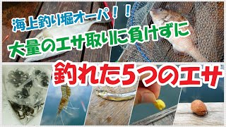 海上釣り堀【オーパ！！】釣行|大量のエサ取りに負けずに釣れた5つのエサを紹介