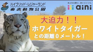 ＼告知／ホワイトタイガー飼育員のお仕事大公開！