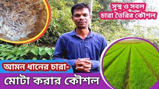 ধানের চারা মোটা করার উপায় | বীজতলায় কি দিলে চারা মোটা হয়?