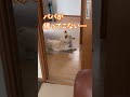 出張で帰ってこない飼い主をひたすら玄関で待ち続ける柴犬＃shorts