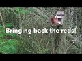 Supporting Red Squirrels