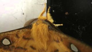 moth　ウスタビガ　Rhodinia fugax fugax　00194