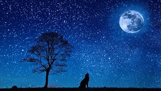 🔴Night Ambient, Cricket, Swamp Sounds at Night, Sleep and Relaxation Meditation 2019 🛌💤💤