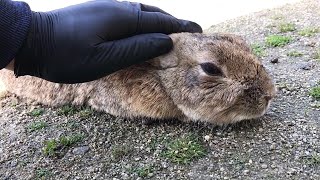 I petted the rabbit and it flattened out.