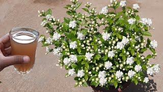 how to get lots of flowers on mogra Jasmine plant | mogra growing tips | fertilizer for mogra