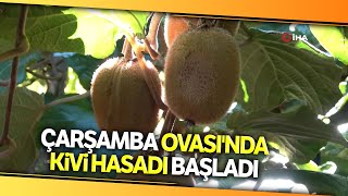 Çarşamba Ovası'nda Kivi Hasadı Başladı