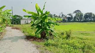 তেঘরিয়া, সিরাজদিখান, মুন্সিগঞ্জ। Tegharia, Sirajdikhan, Munshiganj.