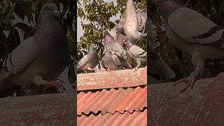 Jealous Pigeons mating