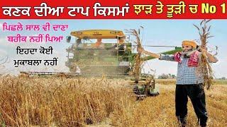 ਤੂੜੀ ਤੇ ਝਾੜ ਚ ਸਭ ਤੋਂ ਅੱਗੇ No 1 ਇਹੀ ਬੀਜੋ | top wheat seeds