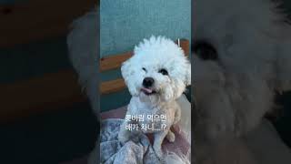 [짧개] 취향이 특이한 비숑 강아지ㅋㅋ (콧구녕 그만사랑해...) #Shorts