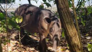 Wild Tapir only feet away