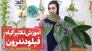 آموزش تکثیر گیاه فیلودندرون از طریق ریشه هوایی با ریسک کم