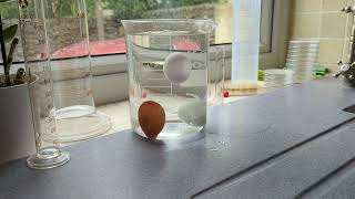 the egg freshness test in action
