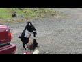 baby goat chicken fight