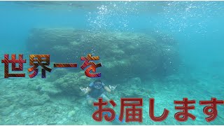 【巨大】世界一のサンゴを求めて