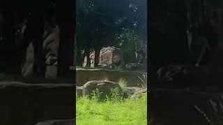 Lion Roaring on Disney World Safari Ride 🦁