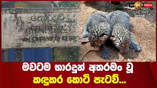 මවටම භාරදුන් අතරමං වූ කඳුකර කොටි පැටව්...