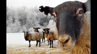 Романовская порода, Рождение ягненка, окот овечки, как овцы рожают