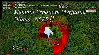 [KOTA NCRP] Menjadi Penanam MJ Merjuana Di Gta Samp #NCRP